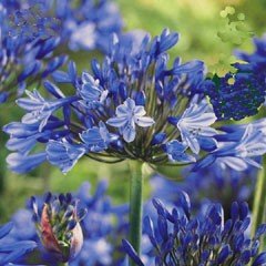 Spring Bulbs - Agapanthus Blue - Pack of 3 Bulbs