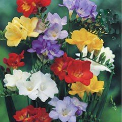 Spring Bulbs - Freesia-Mixed Single Flower-Pack of 10