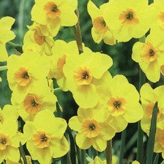 Autumn Bulbs - Narcissi Kokopelli - 6 Bulbs