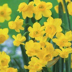 Autumn Bulbs - Narcissi Little Oliver - 8 Bulbs