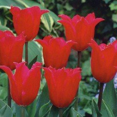 Autumn Bulbs - Tulip Pretty Woman - 10 Bulbs