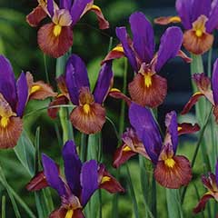 Autumn Bulbs - Iris Dutch Black Beauty - 15 Bulbs