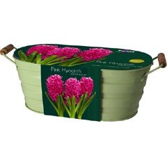Autumn Bulbs - Pink Hyacinth Oval Planter - 3 bulbs