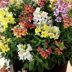 Flower Seeds - Antirrhinum Reminiscent Mixed F1 Hybrid