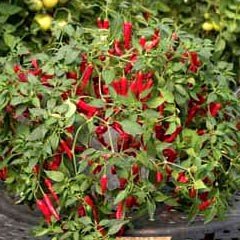 Vegetable Seeds - Chilli Pepper Cayennetta