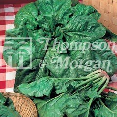 Taste of Italy Seeds - Spinach Spinacio Viridis