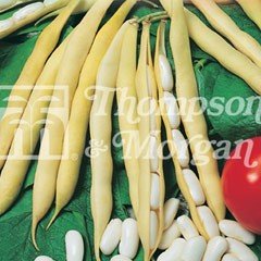 Taste of Italy Seeds - Dwarf Bean Impero Bianco