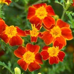 Flower Seeds - Marigold(Tagetes) Paprika