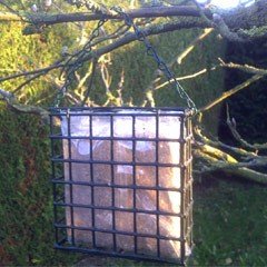 Filled Suet Block Feeder