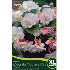 Spring Bulbs - Begonia Odorata Mothers Day