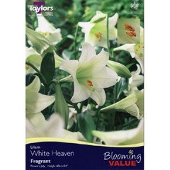 Spring Bulbs - Lilium White Heaven 5 Pack