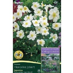 Spring Bulbs - Anemone Japonica Honorine Jobert 1 Pack