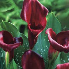 Spring Bulbs - Zantedeschia - Majestic Red