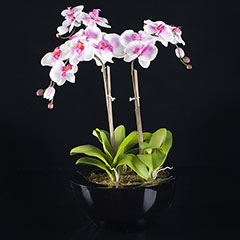 Artificial Contemporary Pink/White Orchid Plant in Black Planter