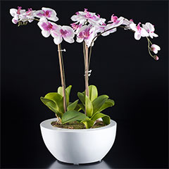 Artificial Contemporary Pink/White Orchid Plant in White Planter