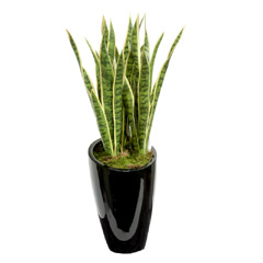 Artificial Mother In Law Plant in Black Pot 80cm high