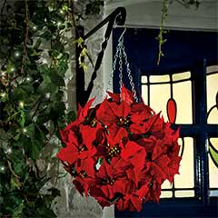 Gardman Poinsettia Topiary Ball