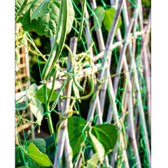 Ambassador Pea and Bean Garden Netting 10 x 2m