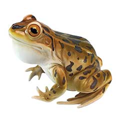 Design Toscano Leopard Frog Statue - 27cm Width