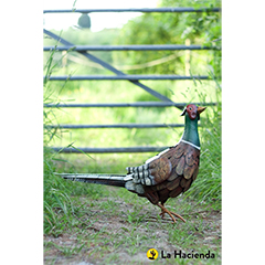 La Hacienda Regal Pheasant Garden Ornament