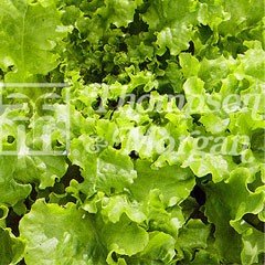 Vegetable Seeds - Lettuce Salad Bowl