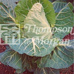 Vegetable Seeds - Spring Cabbage