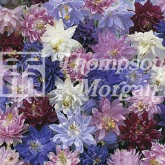 Flower Seeds - Aquilegia Nora Barlow Mixed