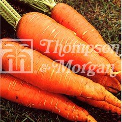 Vegetable Seeds - Carrot Autumn King Improved