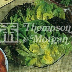 Vegetable Seeds - Lettuce Salad Leaves Mixed