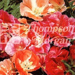 Flower Seeds - Godetia Azalea Flowered Mixed