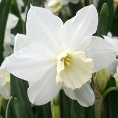 Autumn Bulbs - Narcissi Tresamble  x 12