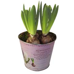 Autumn Bulbs - Hyacinth Zinc Planter 3 Bulbs