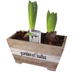 Autumn Bulbs - Hyacinth Wooden Trough 2 Bulbs
