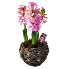 Autumn Bulbs - LED Hyacinth Basket 3 Bulbs