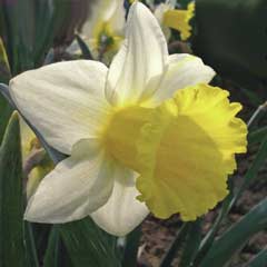 Autumn Bulbs - Daffodil Anniversary Gift x 5