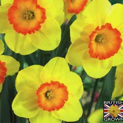 Autumn Bulbs - Daffodil Delibes x 5