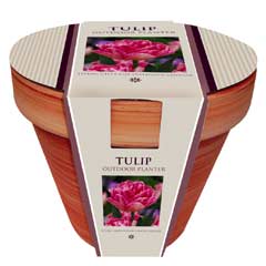 Autumn Bulbs - Tulip Terracotta Pot