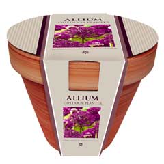 Autumn Bulbs - Allium Terracotta Pot  5 Bulbs