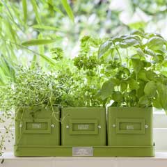 Burgon & Ball Herb Pots In A Tray