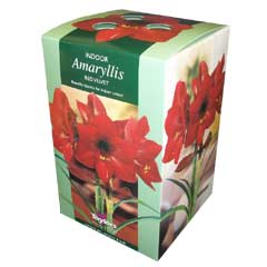 Autumn Bulbs - Red Velvet Amaryllis Gift Pack 1 Bulb