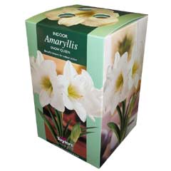 Autumn Bulbs - Amaryllis Snow Queen Gift Pack 1 Bulb