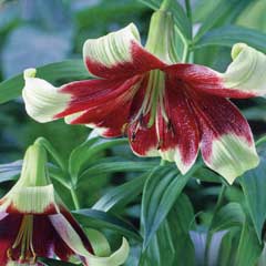 Spring Bulbs - Lilium Nepalense 2 Bulbs