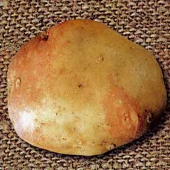 Main Crop Taster Pack Seed Potatoes - King Edward