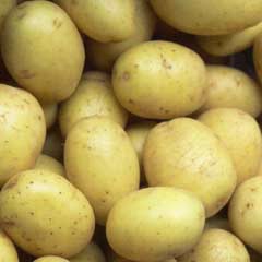 Organic First Early Special Taster Pack Seed Potato - Maris Bard