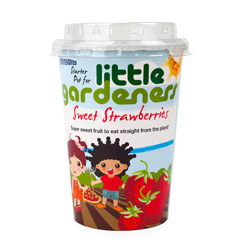 Johnsons Little Gardeners Starter Pot - Sweet Strawberries