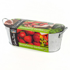 Mr Fothergills Windowsill Kit - Strawberry Garden