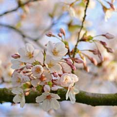 Outdoor Canvas - Spring Blossom - 59 x 59cm