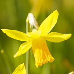 Outdoor Canvas - Daffodil - 59 x 59cm