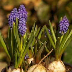 Outdoor Canvas - Grape Hyacinth - 59 x 59cm