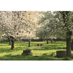 Outdoor Canvas - Parkland Blossom